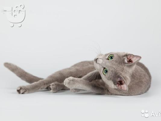 PoulaTo: Russian blue kitten for sale 90Euro